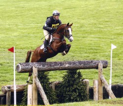 Eventing horse